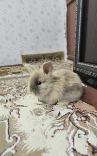 بچه‌خرگوش لپ