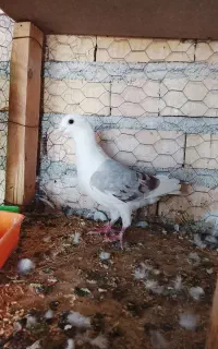 کبوتر