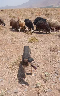 تازی ماده
