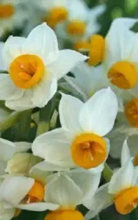 فروش عمده پیاز نرگس درجه یک