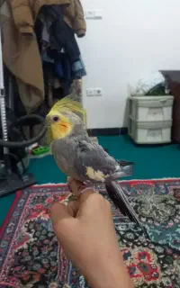 عروس هلندی