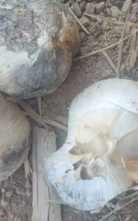 فروش موسیر درجه یک