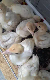 جوجه بو قلمون