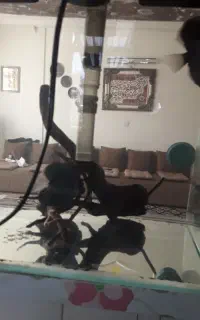 اکواریوم