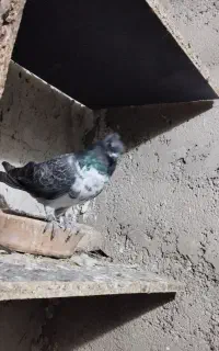 کبوتر گمشده