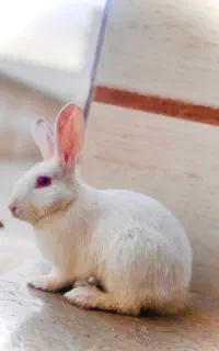 خرگوش ماده