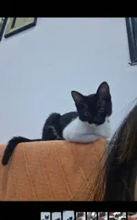بچه گربه