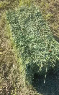 پرس یونجه
