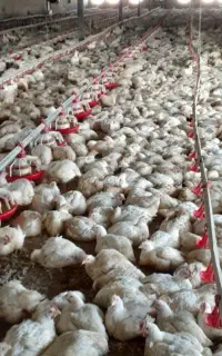 خرید و فروش کود مرغی سالنی