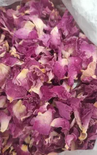 فروش گل محمدی