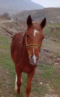 مادیان