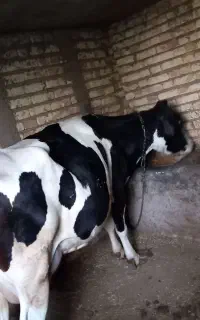 گاو شیر ده