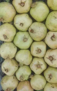 انار شیرین حسین آقایی