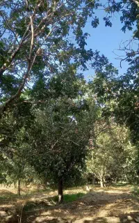 گردوتکان ماهر کارکشته نیاز دارم