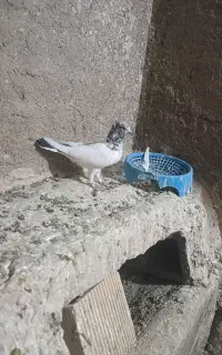 ماده کله ای غریب گیردهات