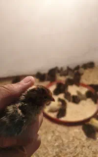 جوجه بلدرچین ژاپنی 11روزه گوشتی و تخم گزار