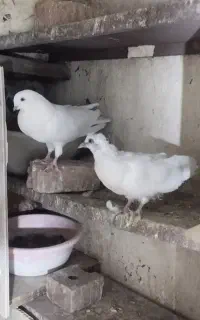 نوک سیاه