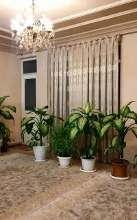 گل طبیعی، روتختی و پرده