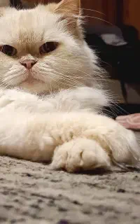 گربه پرشین برتیش سفید پشمالو