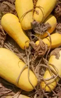 معرفی کسب درآمدمیلیاردی ازکدوآجیلی هیبرید وارداتی