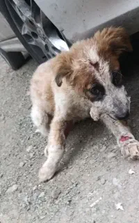 سگ توله