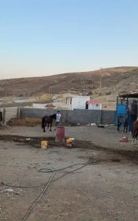 خرید و فروش اسب‌ باری