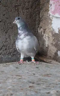 کبوتر