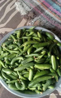 خیارمحلی درجه یک