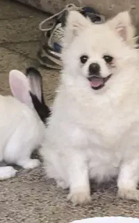 پت خرسی
