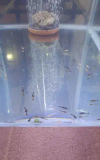 بچه لجن خوار پوزه بوته ای