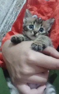 گربه ببری