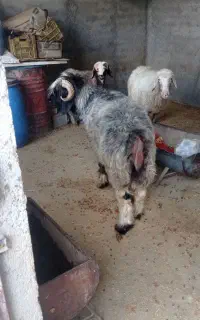 کوهه قوچ بختیاری