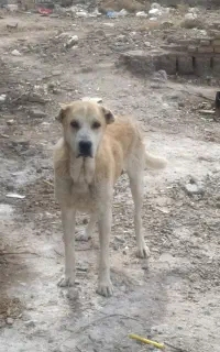 سگ خراسانی اصیل