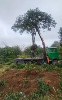 پیش فروش مرکبات غول پیکر