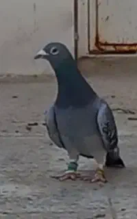 کبوتر