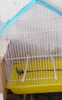 قفس عروس هلندی و باقی پرندگان
