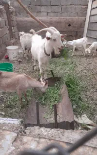 فروش تعدادی گوسفند سانن اصل،ودو رگ پاکستانی