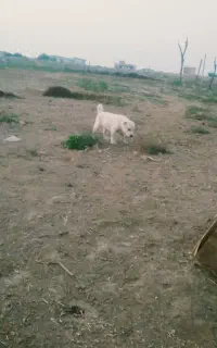 توله الابای۲تاماده ۱نر