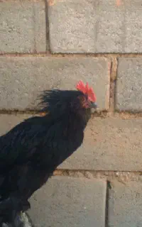خروس مرندی اصیل 6 ماهه