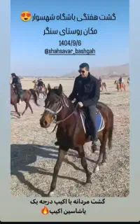 فروش اسب
