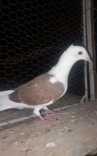 کبوتر دوکت سرخ کاکلی