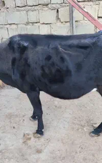 فروش دو عدد گاو