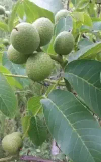کارگر گردو چینی و میوه چینی درصدی روزمزد