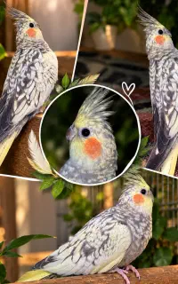 عروس هلندی