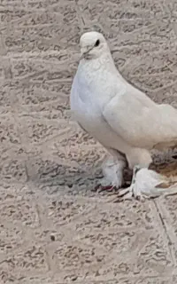 کفتر