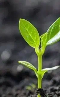 بدون در*د تر*ک کن