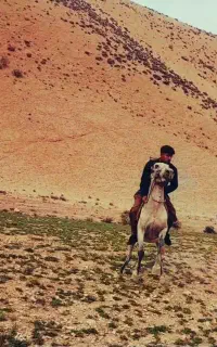 اسب