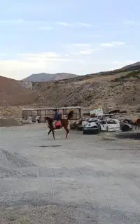 اسب