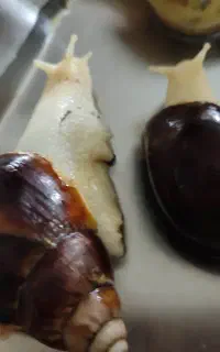 حلزون مولد تخمگذارجوانسازی پوست