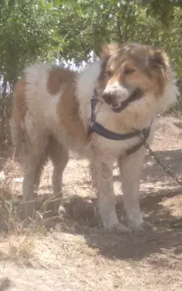 سگ گم شده